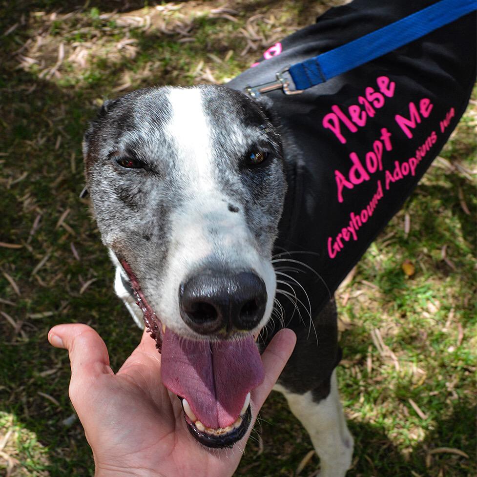 Greyhound Adoptions WA Perth Makers Market